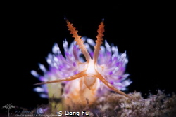 Facelinid sp. by Liang Fu 